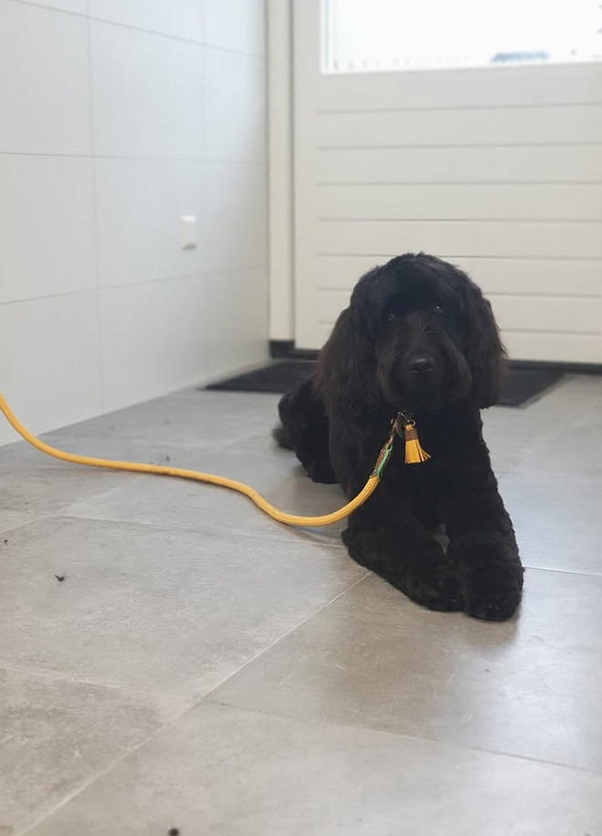 Zwarte puppy Teddie ligt aan de gele riem op de vloer van de salon