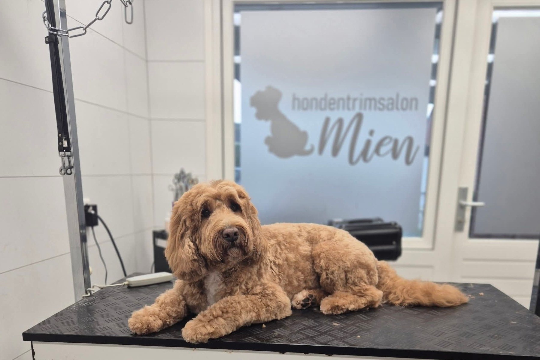 Roodbruine krullende hond ligt op de trimtafel, achter hem het deurraam met hondentrimsalon Mien