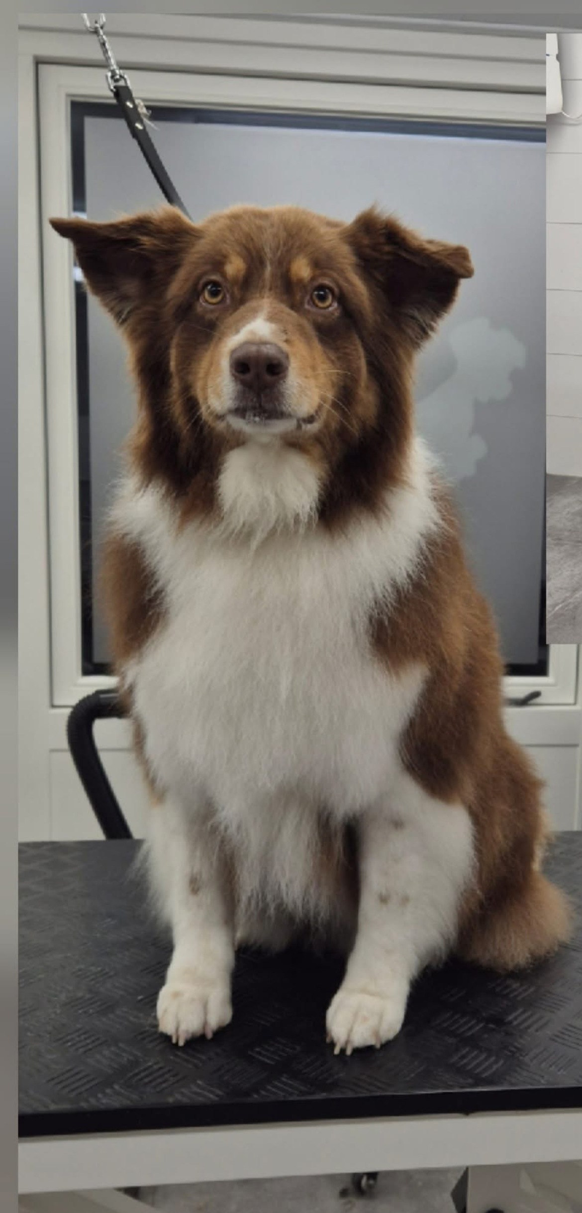 Bruin-witte herdershond zittend op de trimtafel
