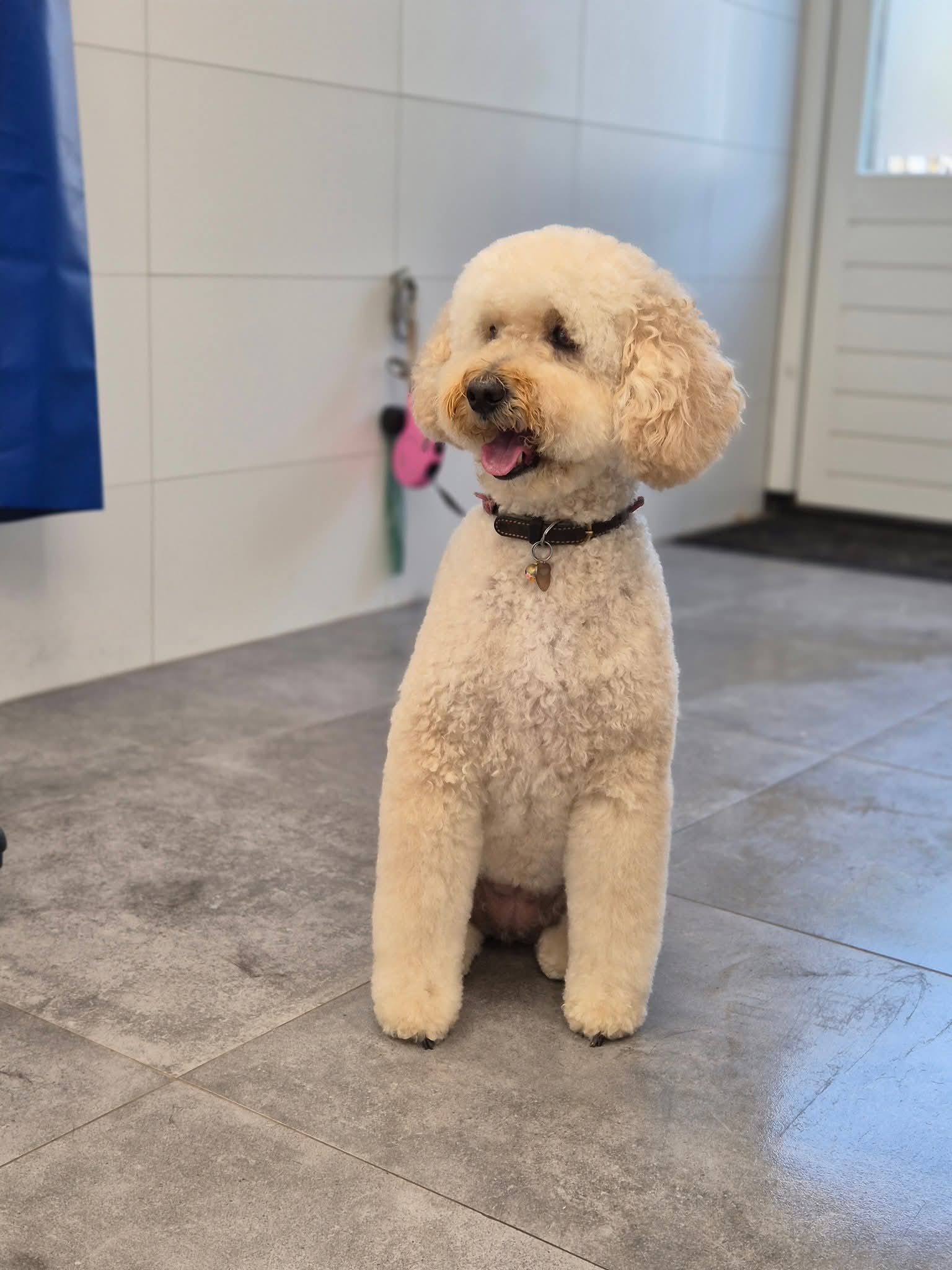 Crèmekleurige poedelachtige hond, net getrimd, zittend op de tegelvloer van de salon