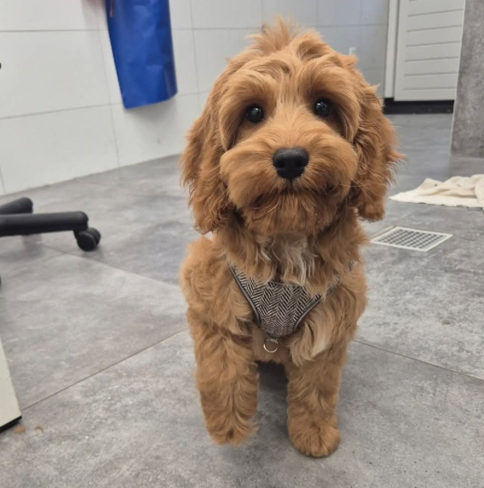 Roodbruine krullende hond met tuigje, net getrimd