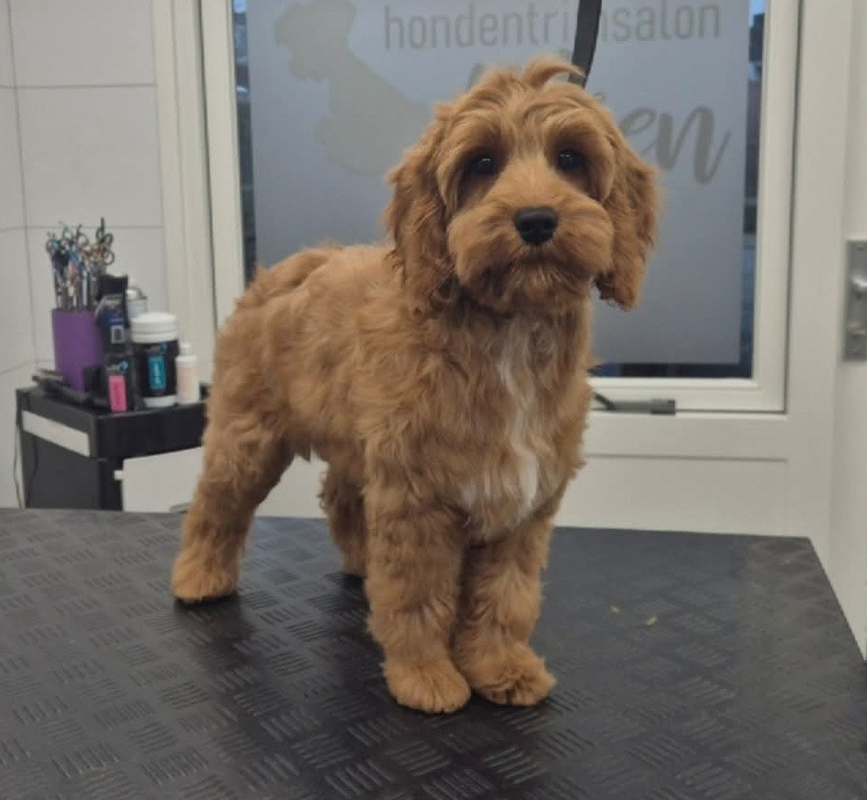Roodbruine krullende hond staand op de trimtafel voor het deurraam