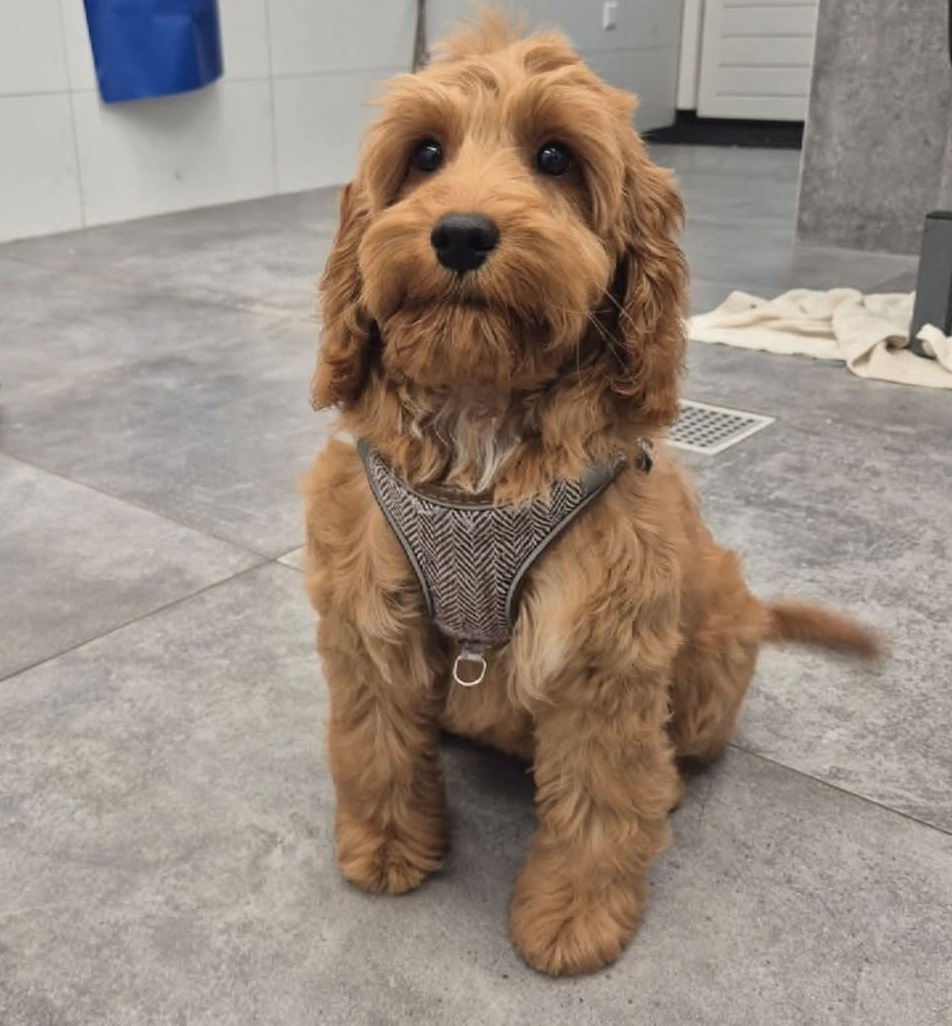 Roodbruine krullende hond zittend op de salonvloer