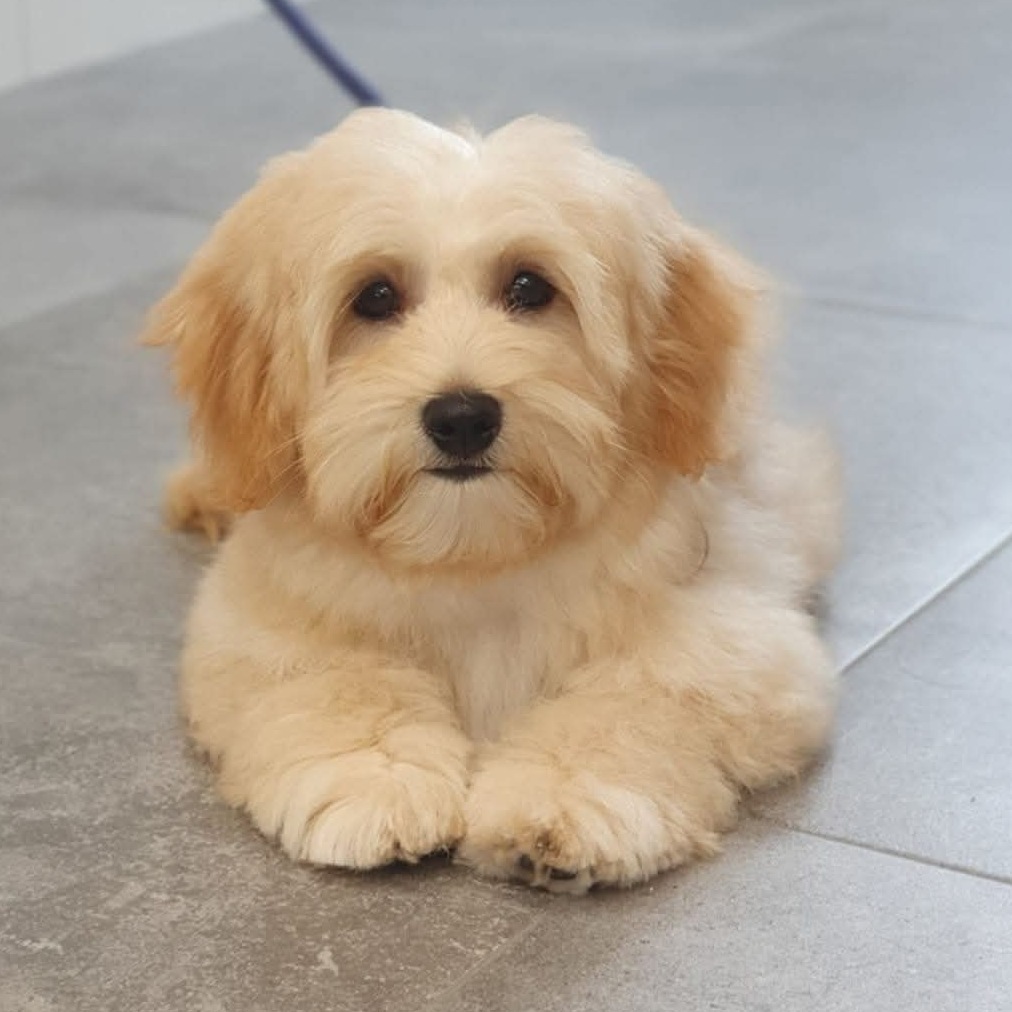 Crèmekleurige hond ligt op de tegelvloer van de salon