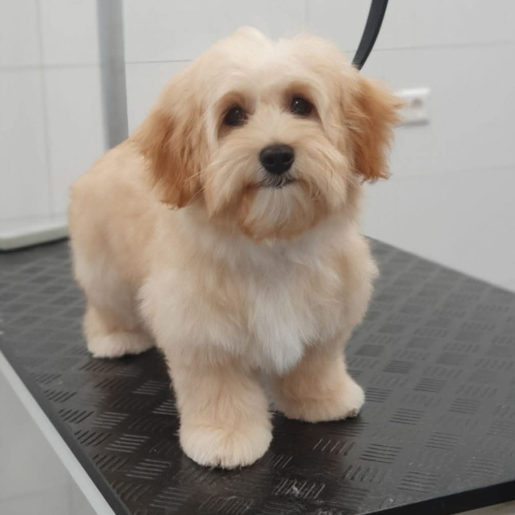 Crèmekleurige hond staand op de trimtafel