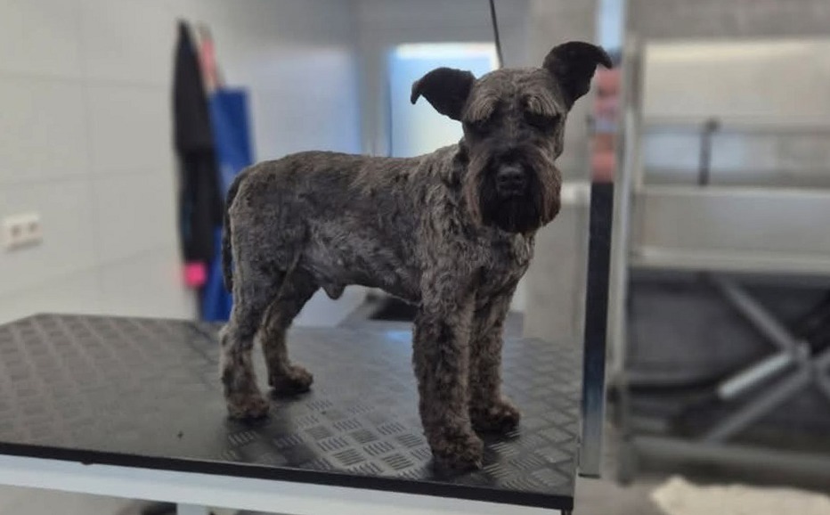 Grijze ruwharige hond staand op de trimtafel