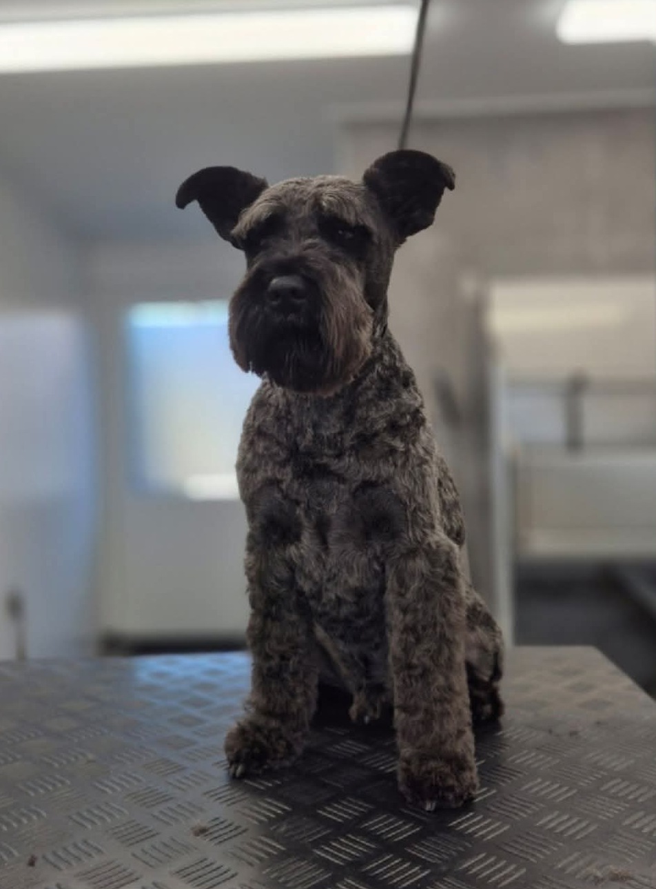 Grijze ruwharige hond met getrimde baard, zittend op de trimtafel