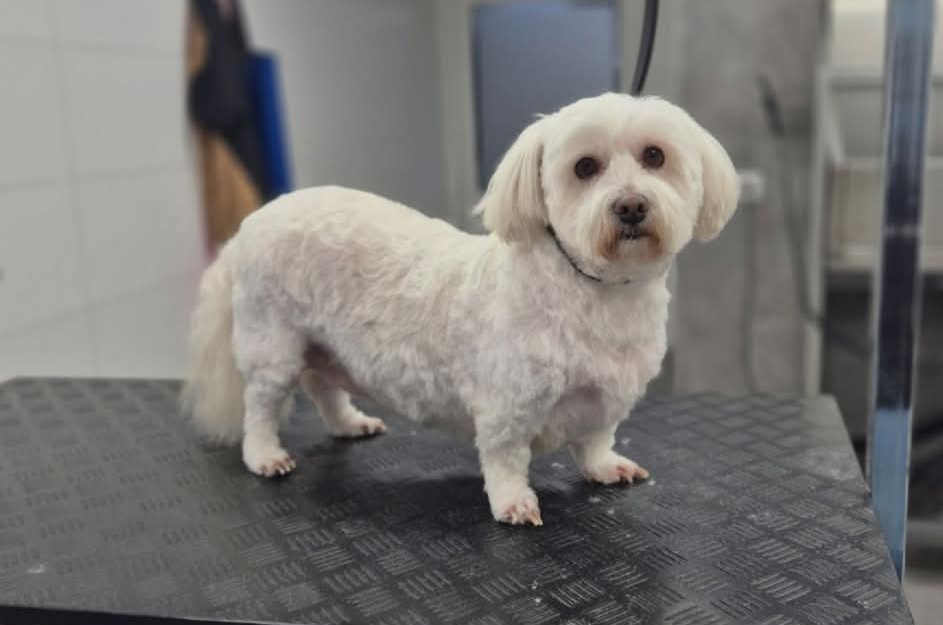 Witte kleine hond staand op de trimtafel