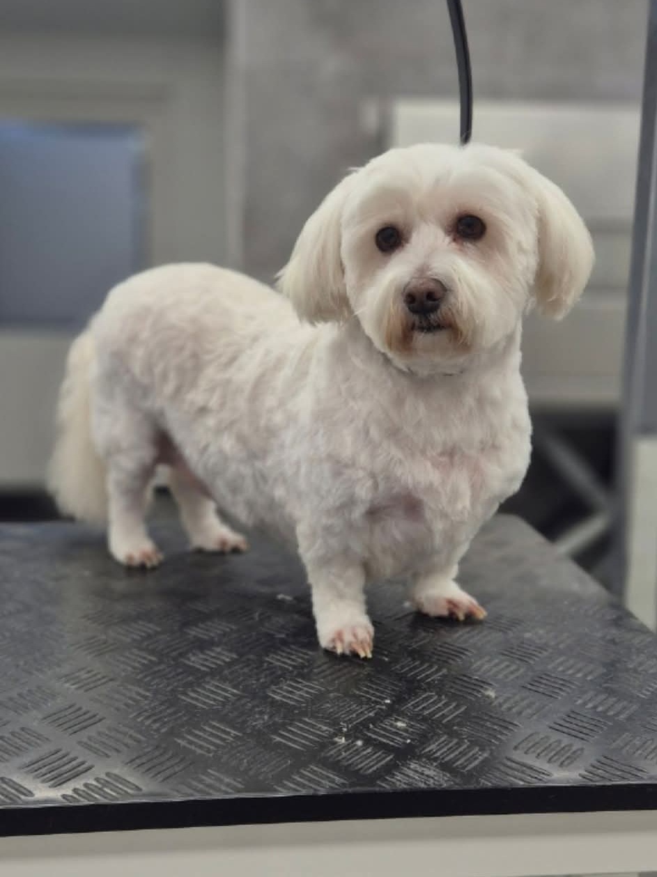 Witte kleine hond na de trimbeurt op de trimtafel